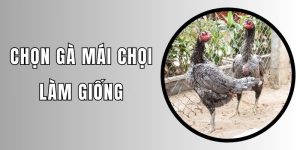 Chọn gà mái chọi làm giống