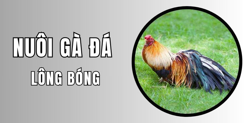 Nuôi gà đá lông bóng