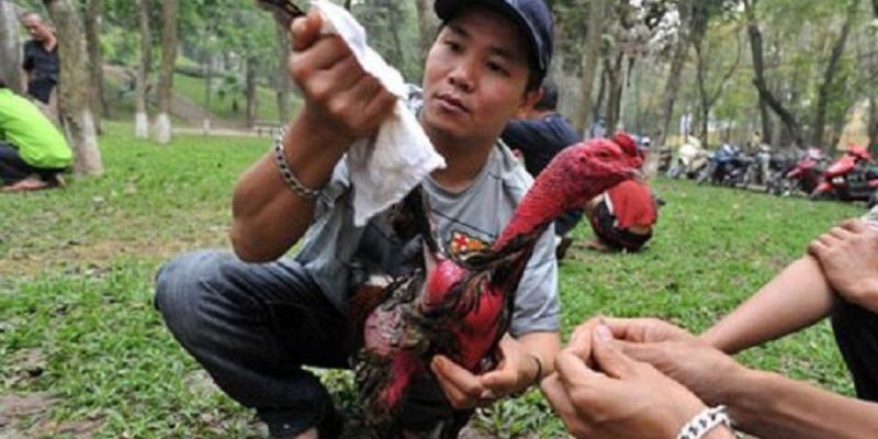 Khám phá kỹ thuật om bóp gà chọi đúng