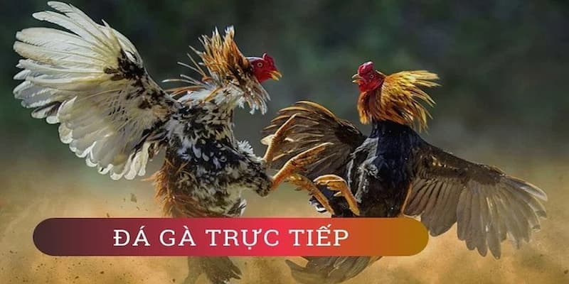 Trực tiếp đá gà là gì?