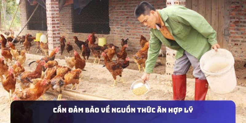 Thức ăn cho việc chăm sóc gà nhạn