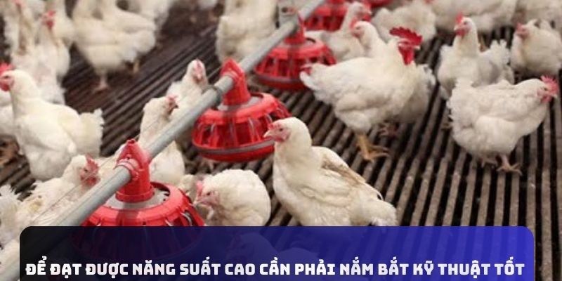 Để đạt được năng suất cao cần phải nắm bắt kỹ thuật tốt 