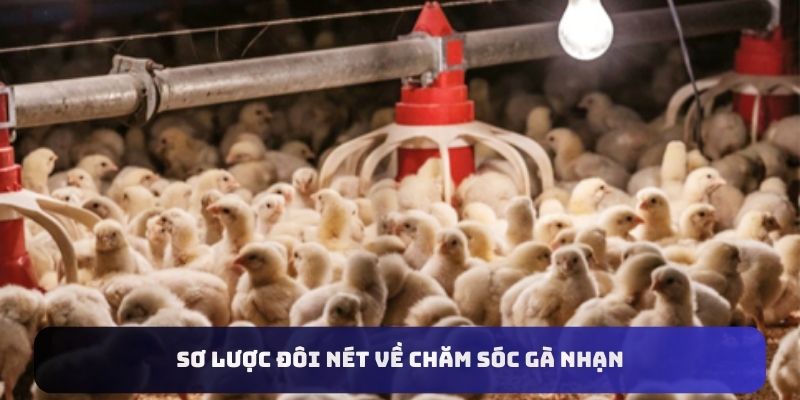 Sơ lược đôi nét về chăm sóc gà nhạn